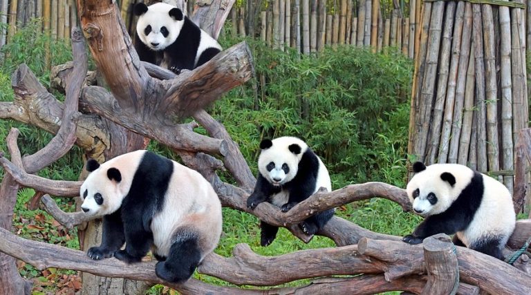 Chimelong Safari Parkı